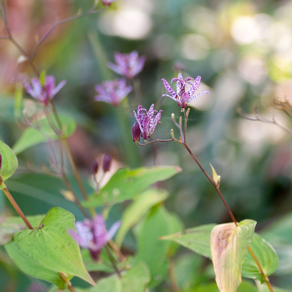 Lys orchidée - Tricyrtis formosana Pink Freckles