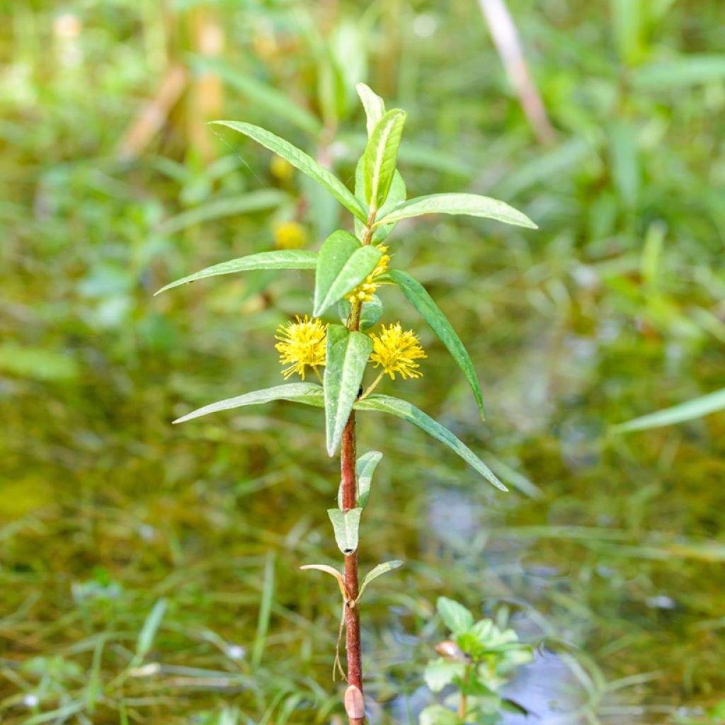 Lysimachia thyrsiflora - Lysimaque à fleurs en thyrse