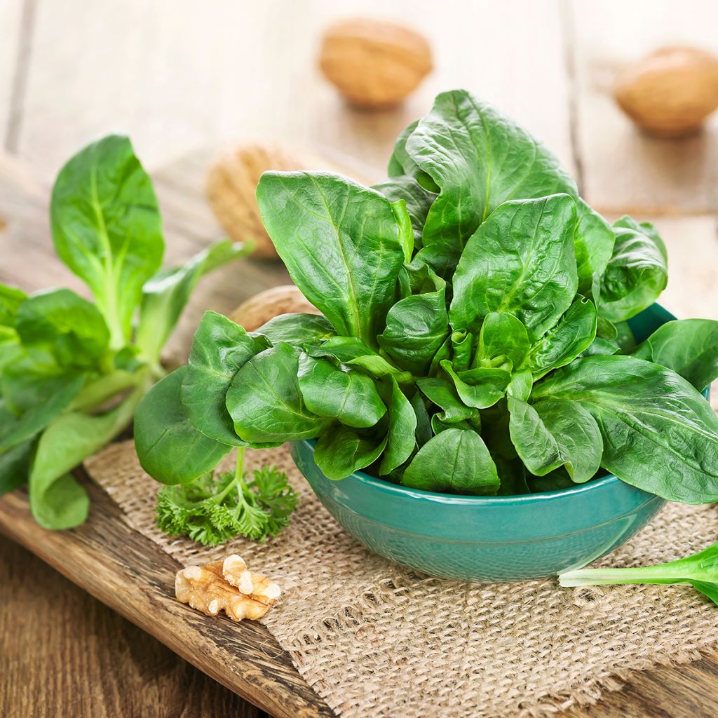 Mâche Verte de Cambrai - Vilmorin