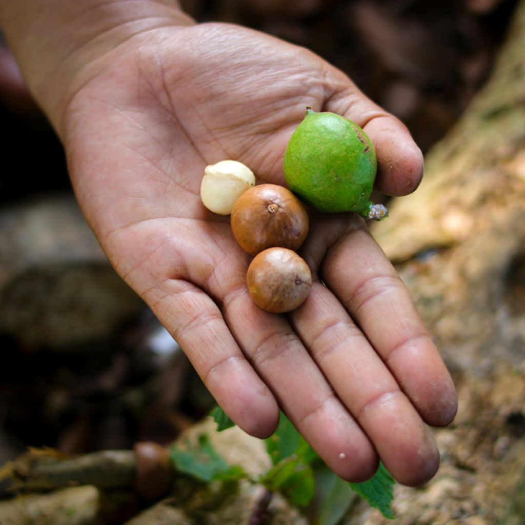Macadamia integrifolia - Noix de Macadamia