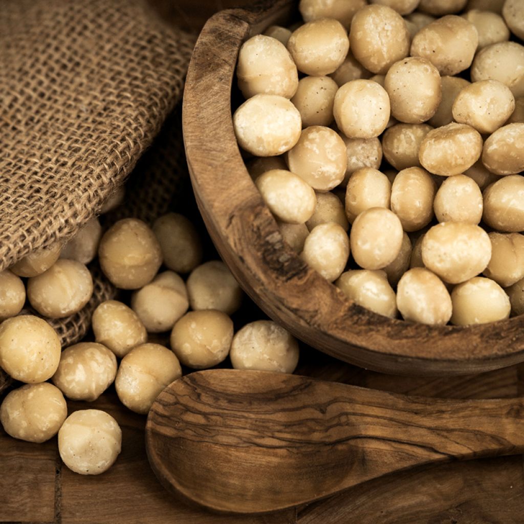 Macadamia integrifolia - Noix de Macadamia