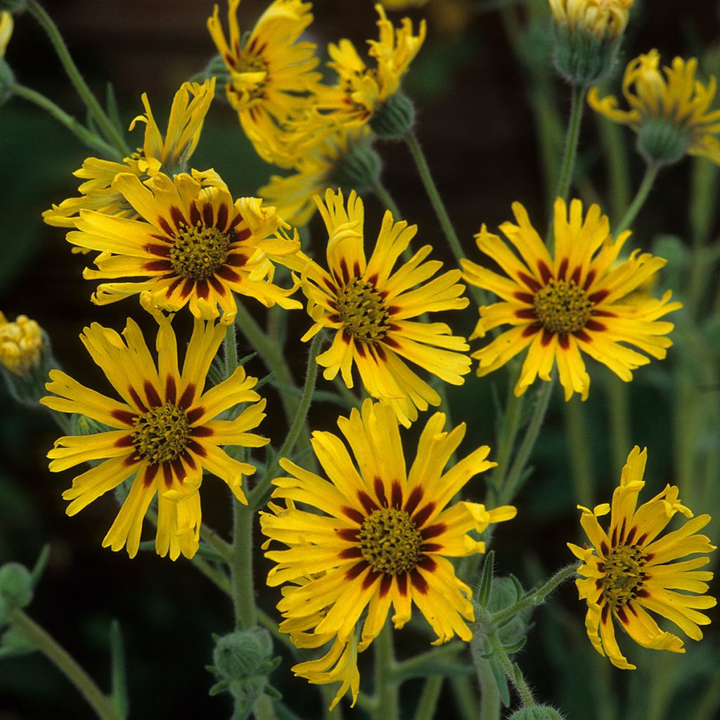 Graines de Madia elegans Tropical Fruits