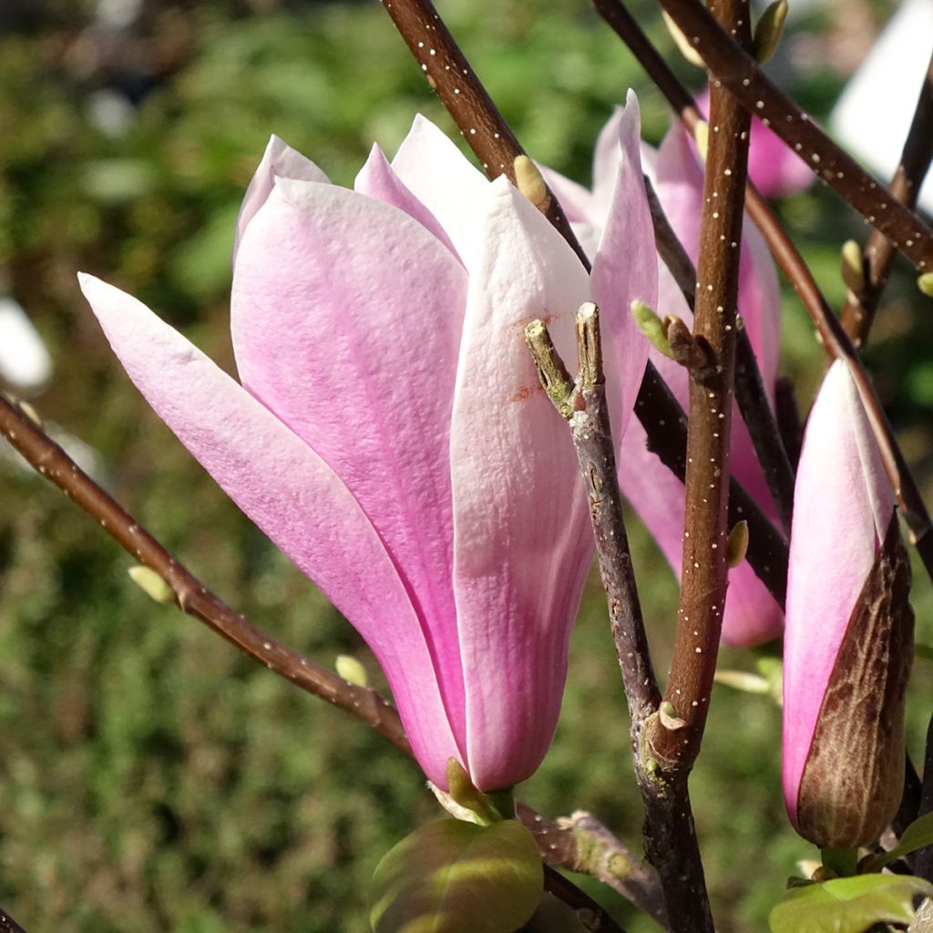 Magnolia - Magnolia x soulangeana Andre Leroy