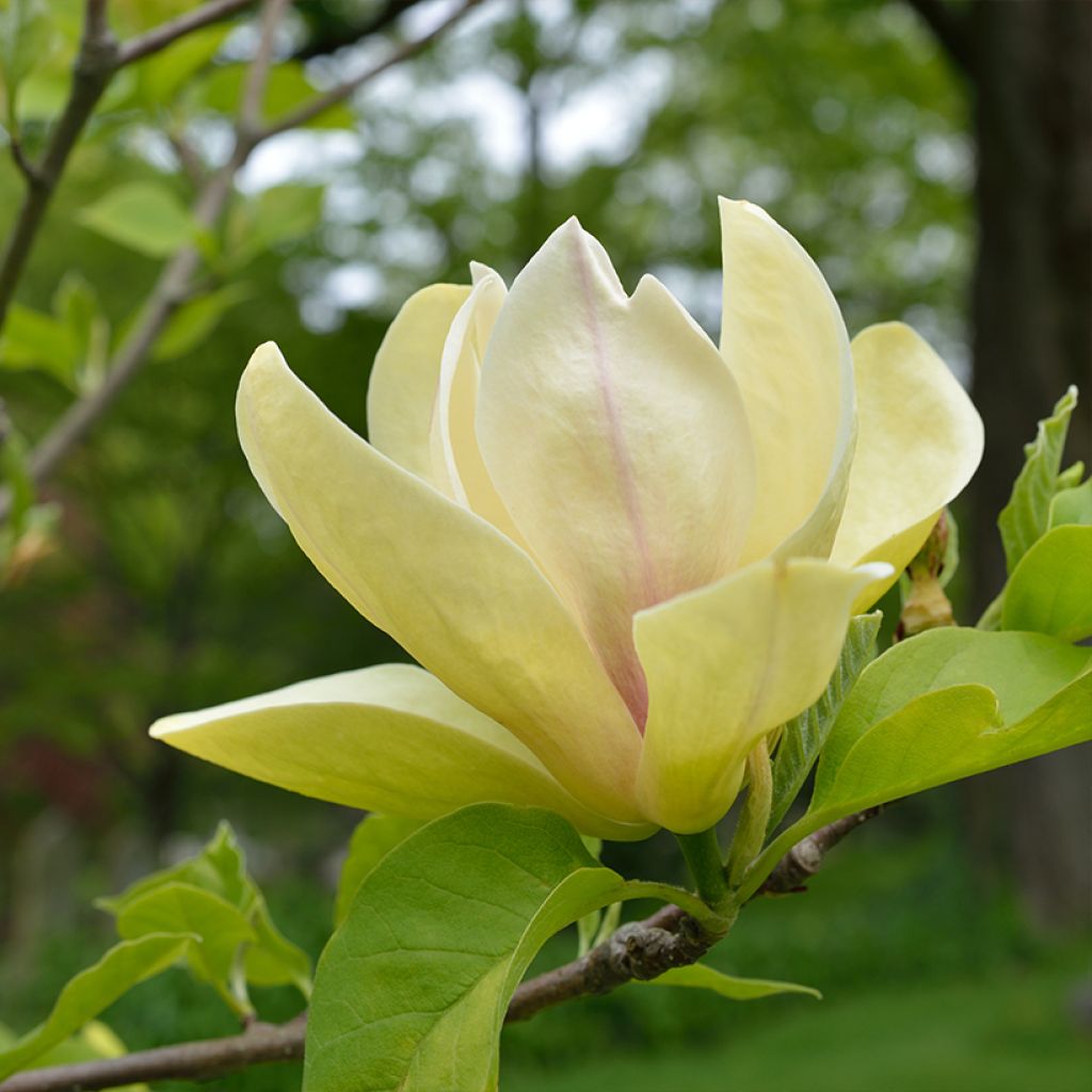 Magnolia Sunspire