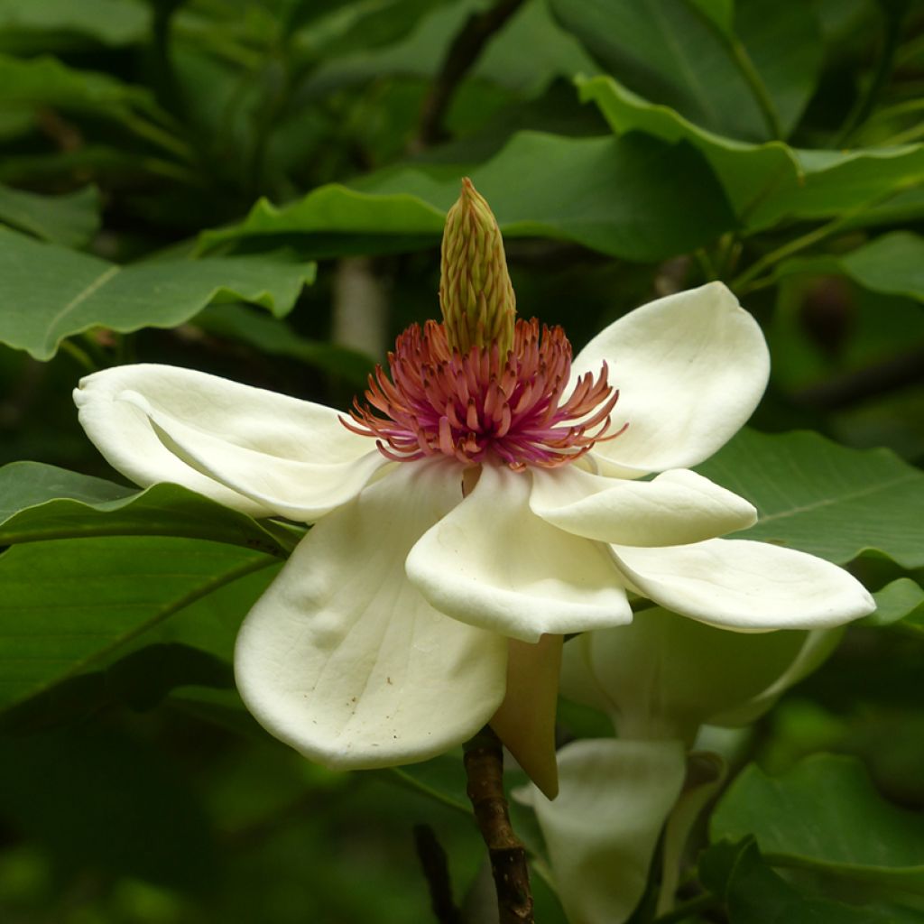 Magnolia hypoleuca (obovata) - Magnolia à grandes feuilles