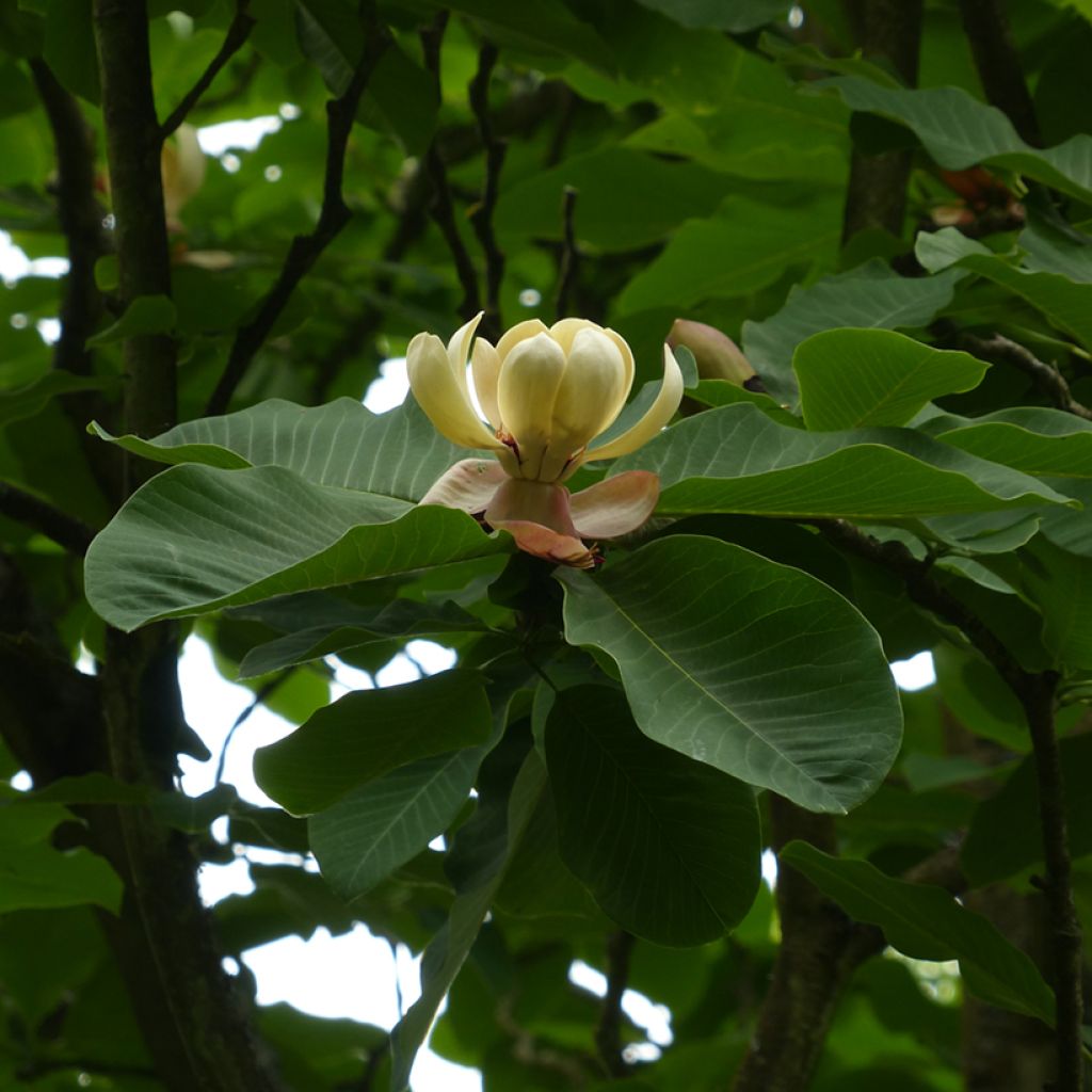Magnolia hypoleuca (obovata) - Magnolia à grandes feuilles