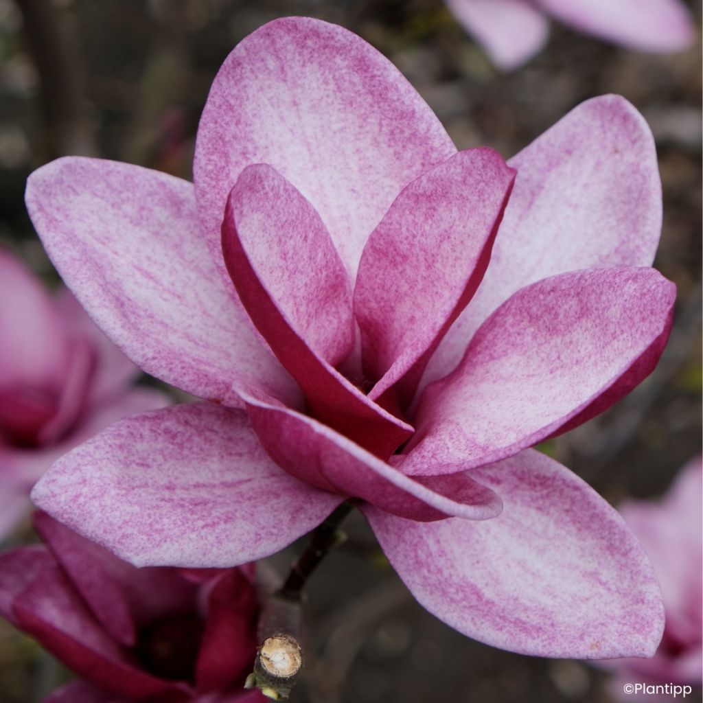 Magnolia greffé Starburst
