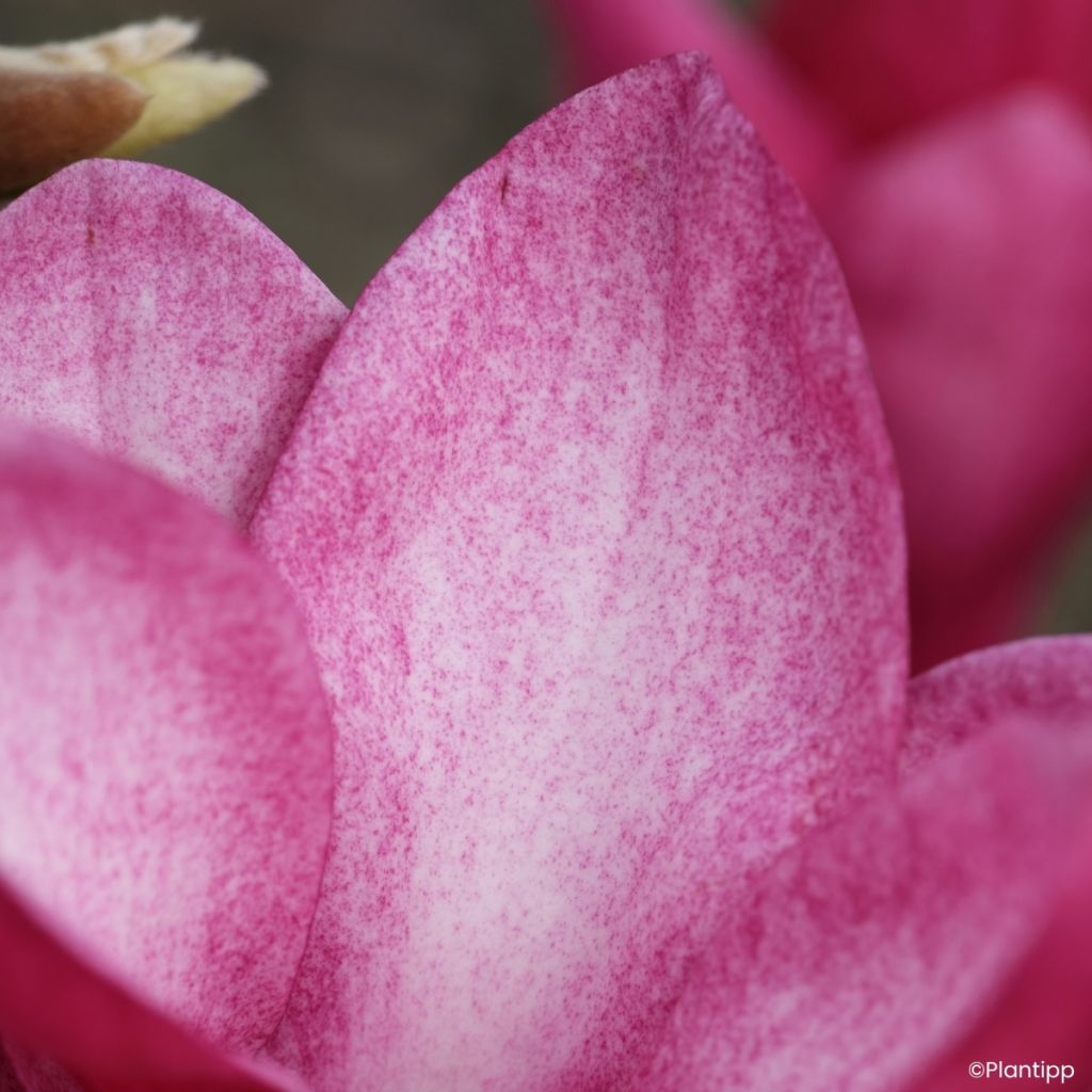 Magnolia greffé Starburst