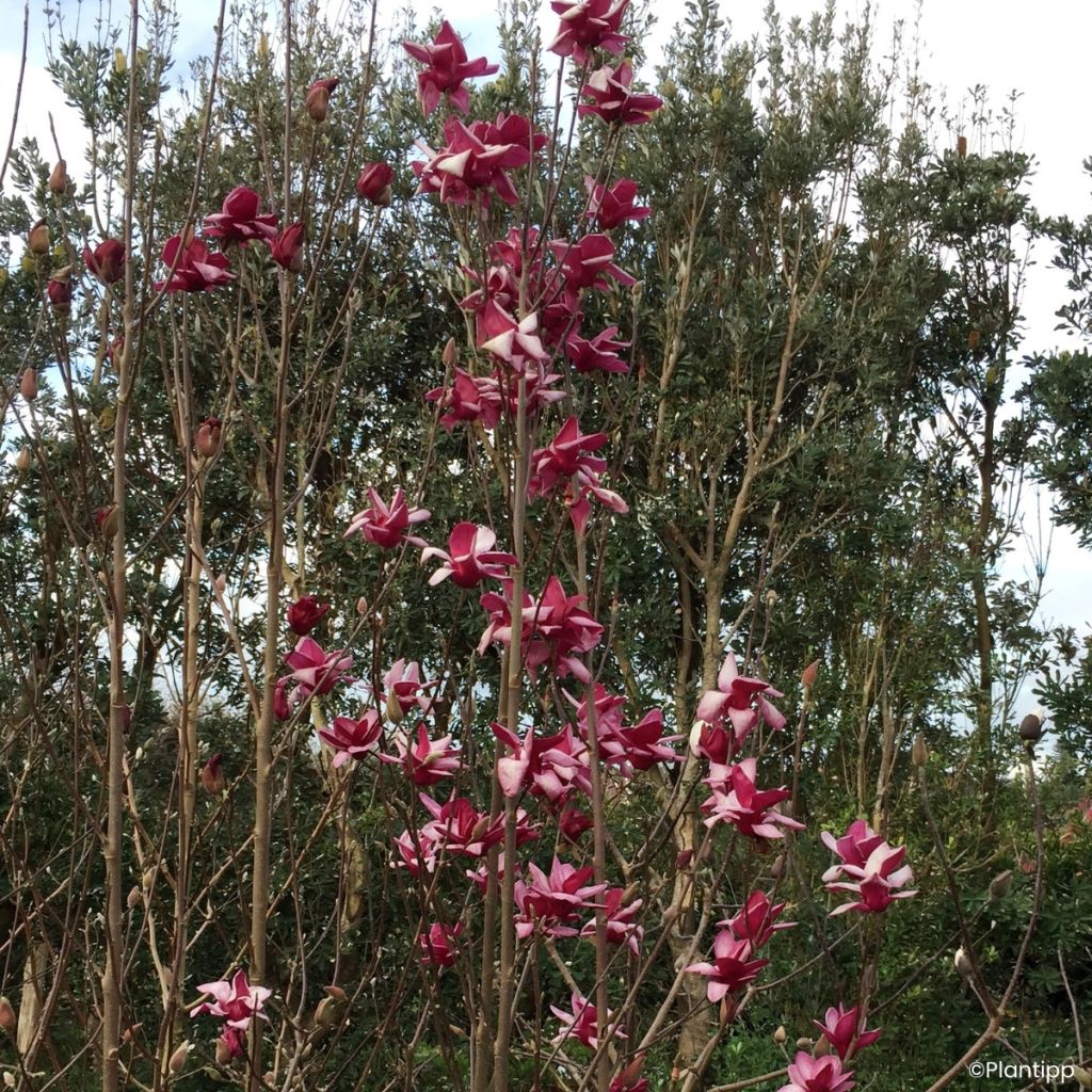 Magnolia greffé Starburst