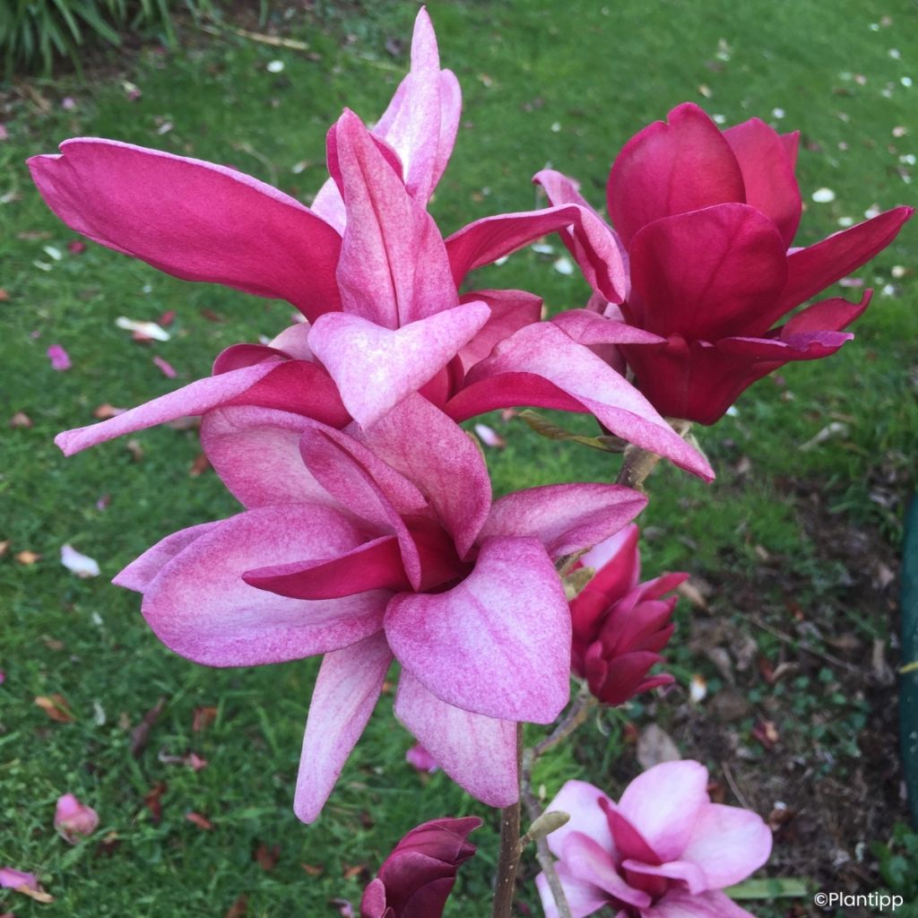 Magnolia greffé Starburst