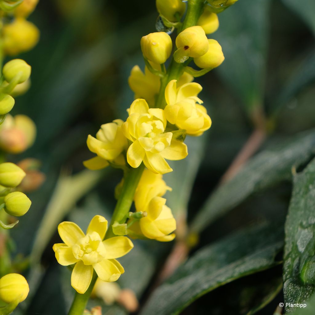 Mahonia Meteor