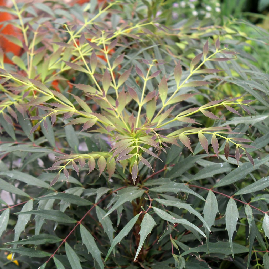 Mahonia Meteor
