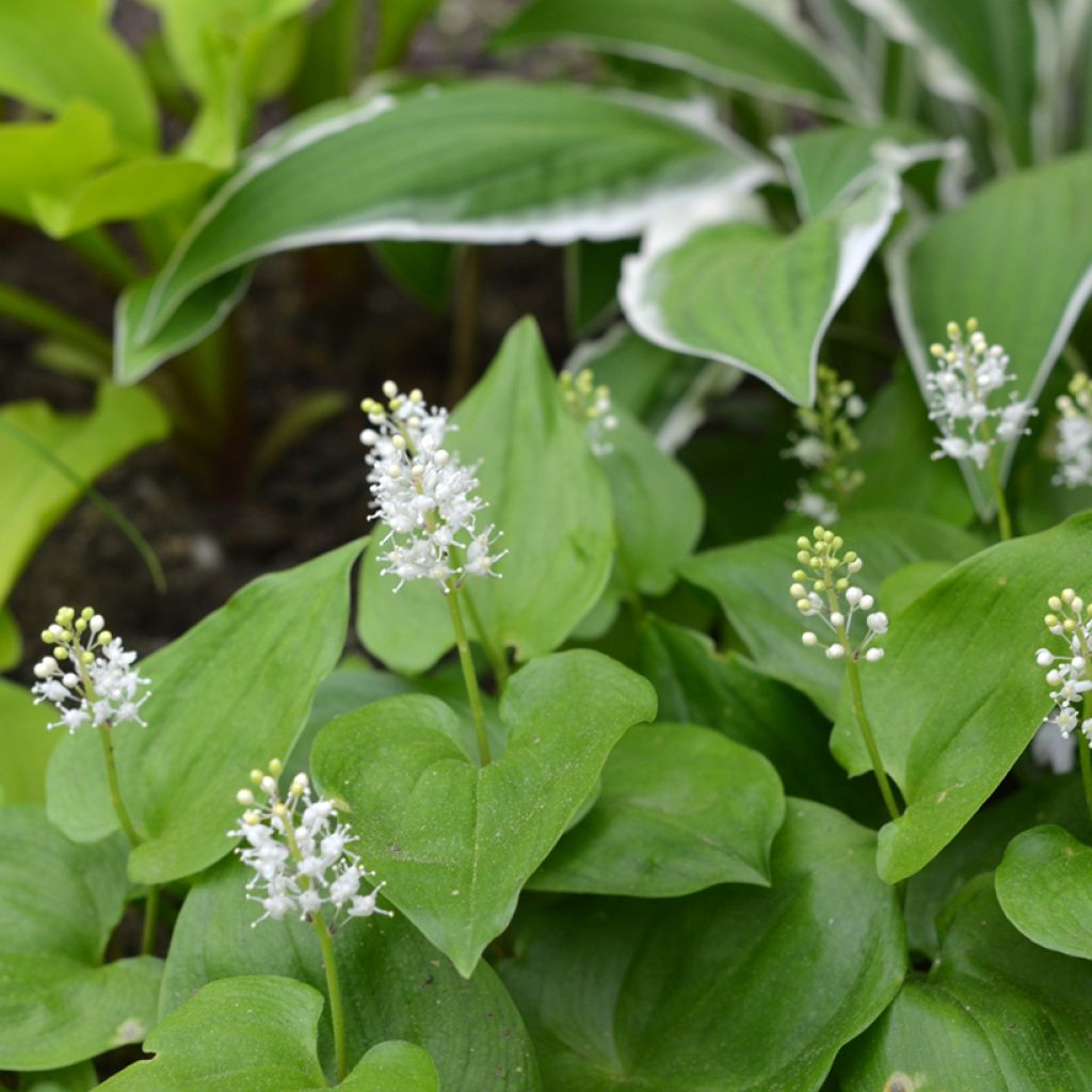 Maianthemum bifolium - Maianthème à deux feuilles