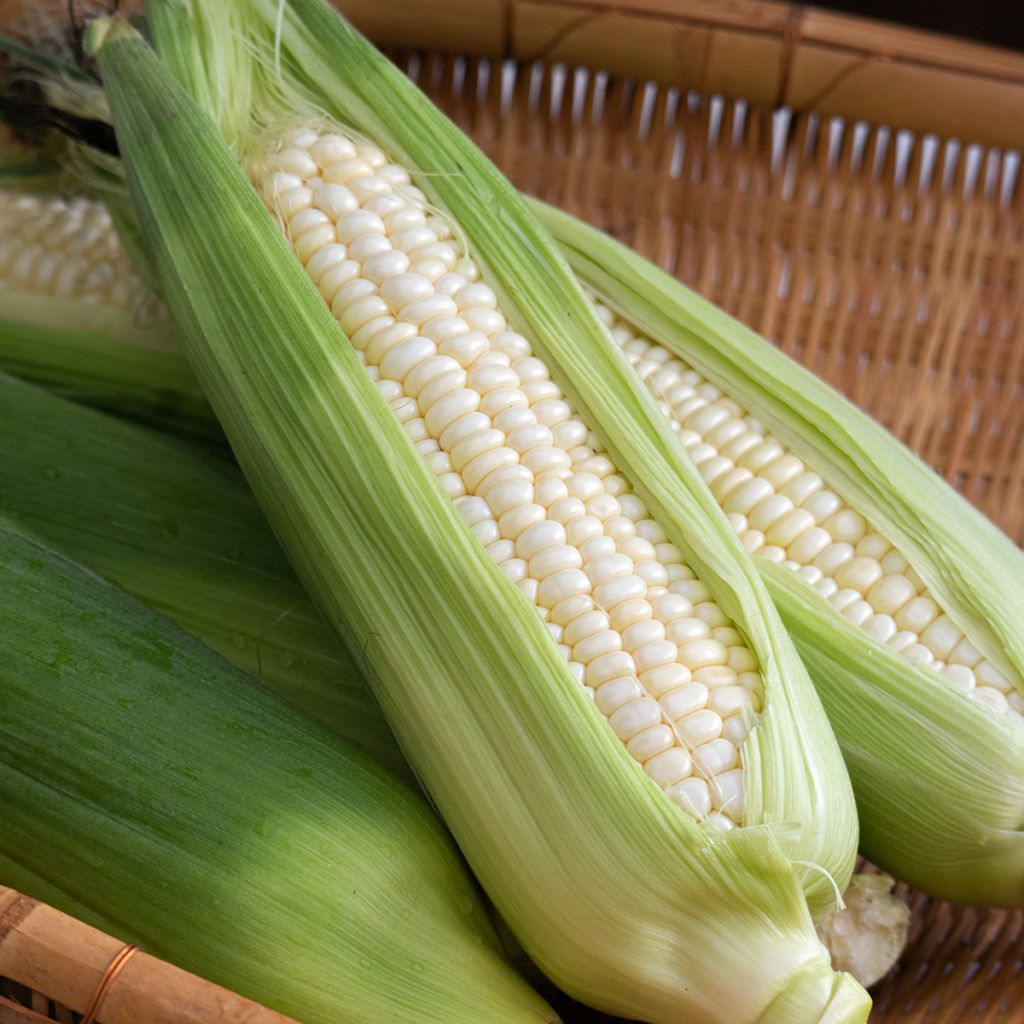 Maïs doux blanc d'Astarac Bio - Ferme de Sainte Marthe