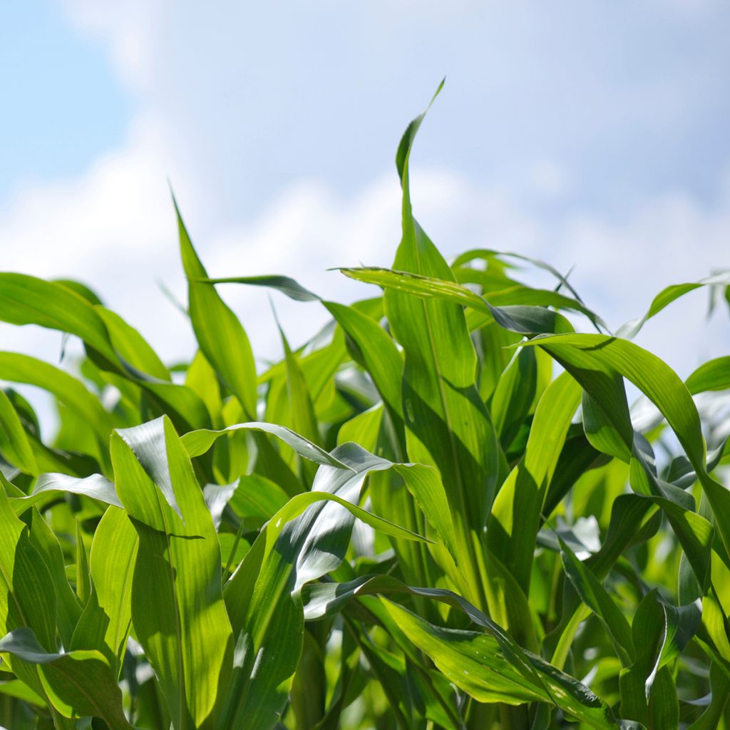 Maïs fourrager - Engrais vert