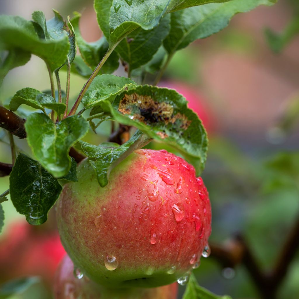 Pommier Charłamowskie