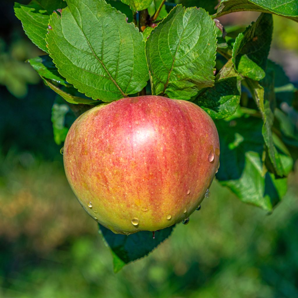 Pommier Grafsztynek Czerwony