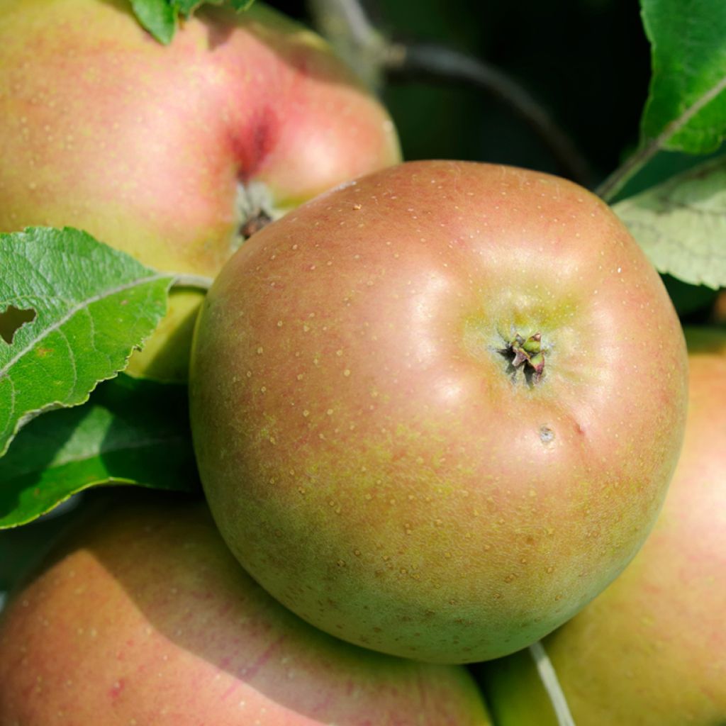 Pommier Pepina Parkera