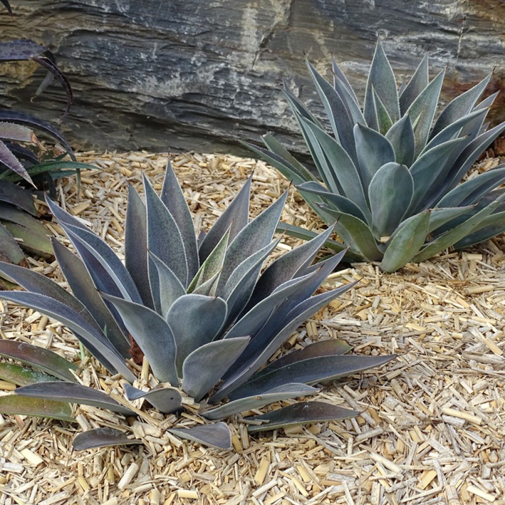 Mangave Mangavé Lavender Lady