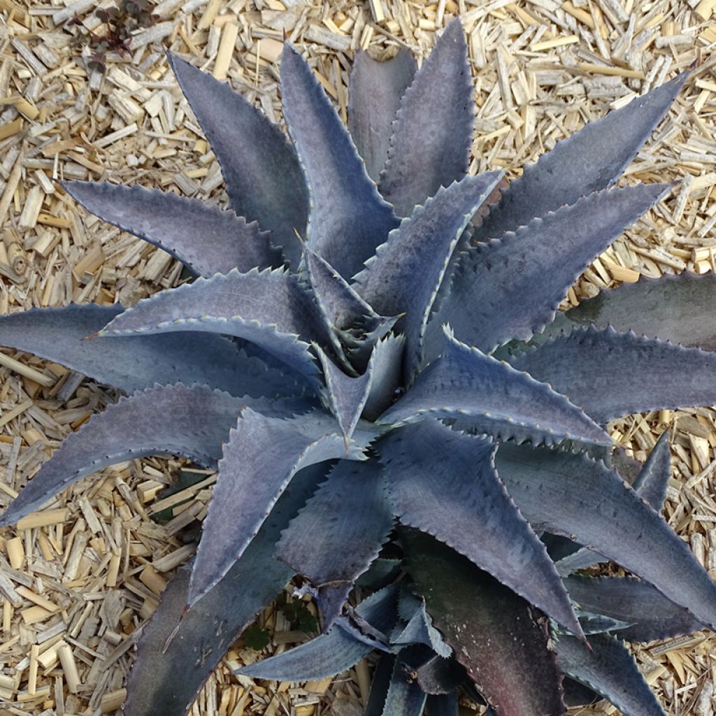 Mangave Mangavé Silver Fox