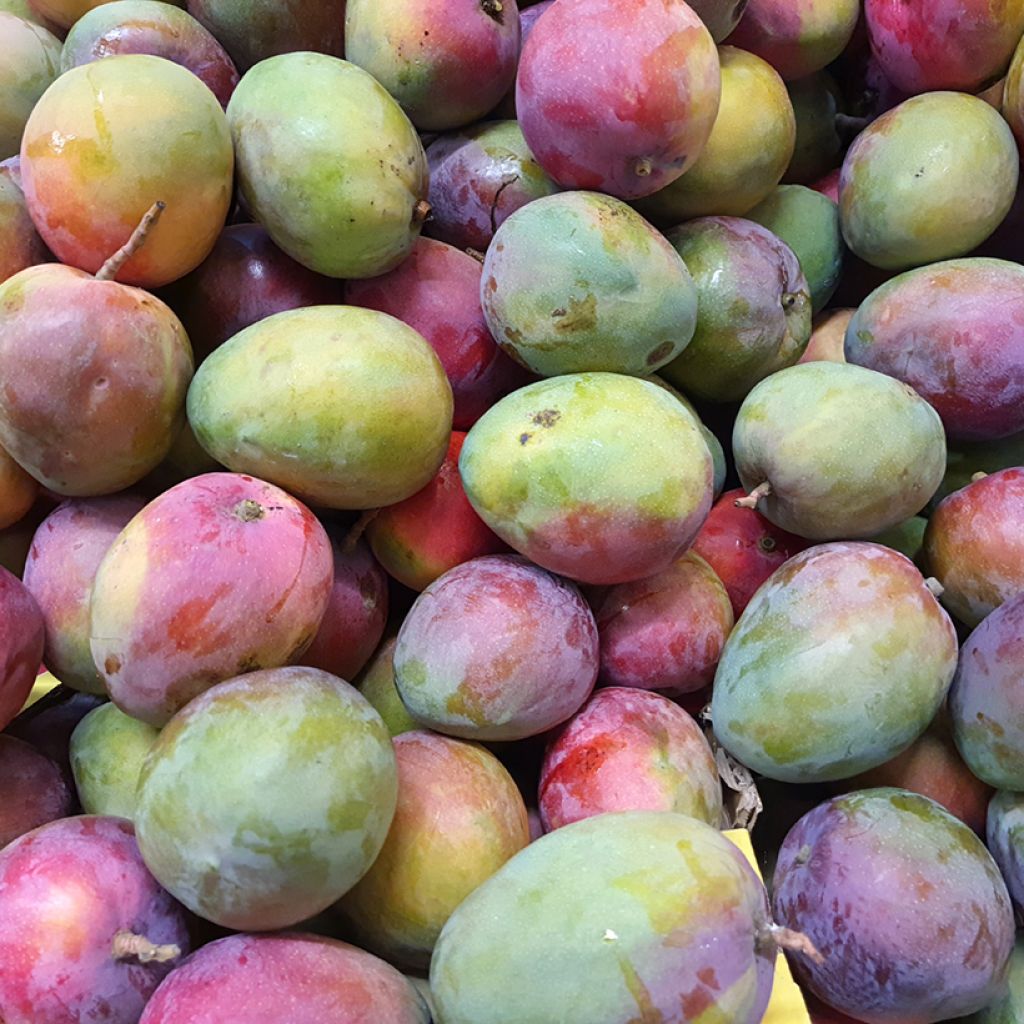 Manguier Tommy Atkins - Mangifera indica