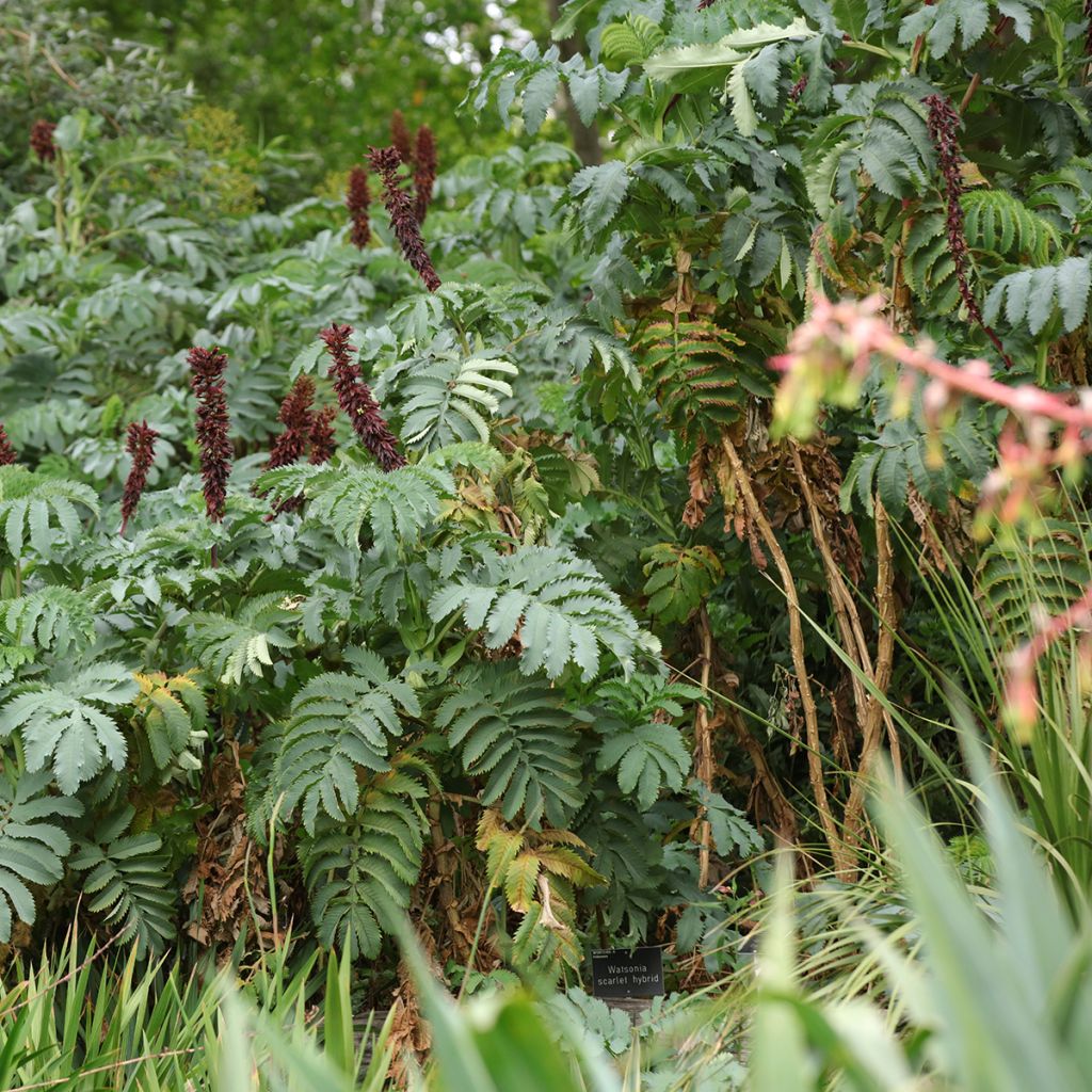 Melianthus major - Grande mélianthe