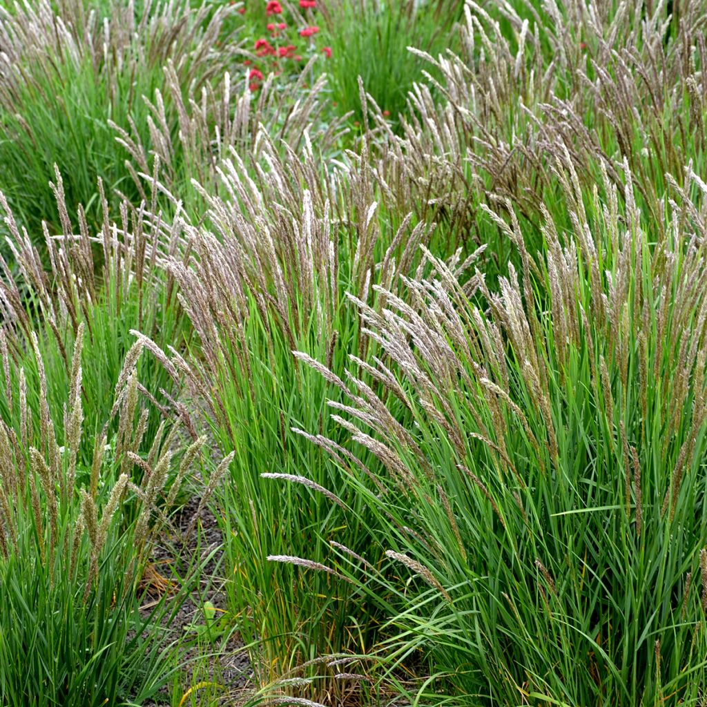 Melica ciliata - Mélique ciliée