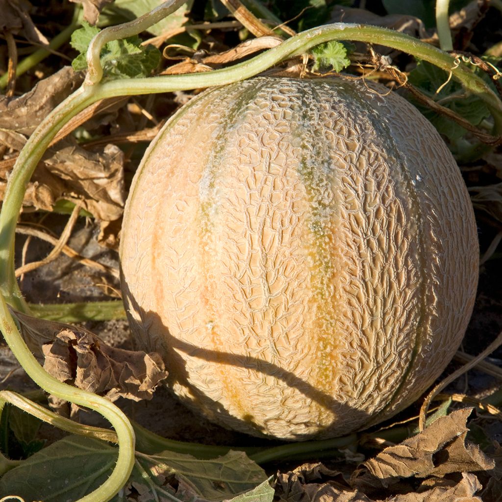 Melon Charentais - Cucumis melo