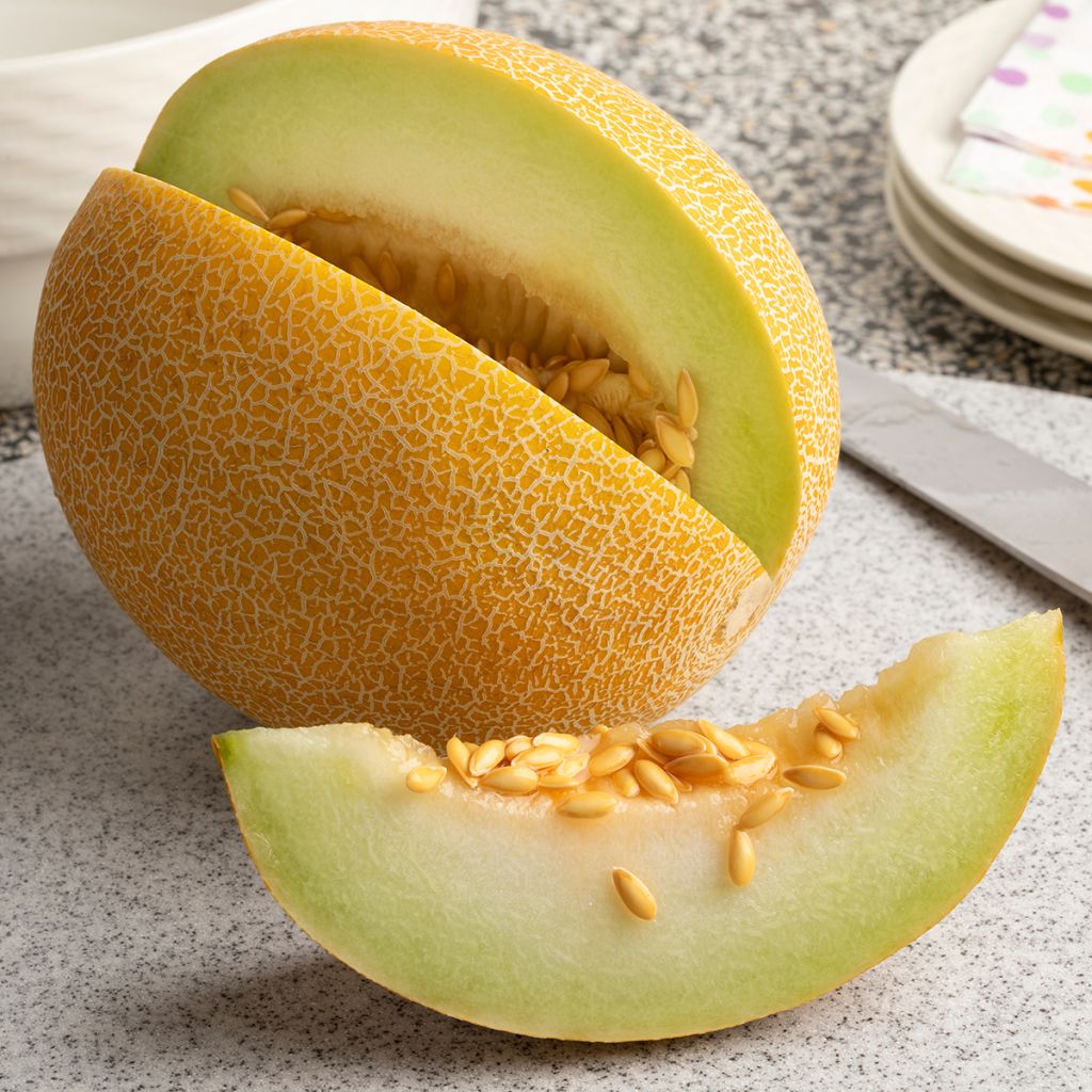 Melon Galia F1