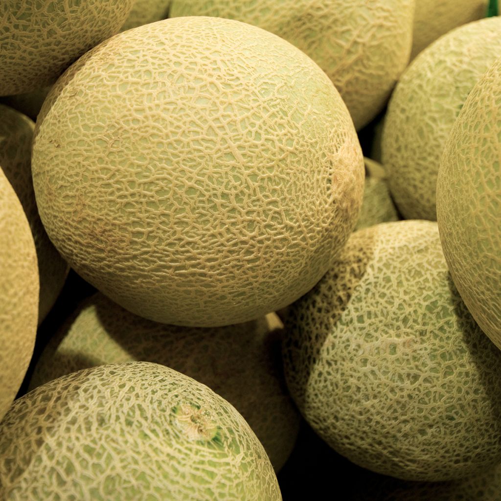 Melon Galia F1