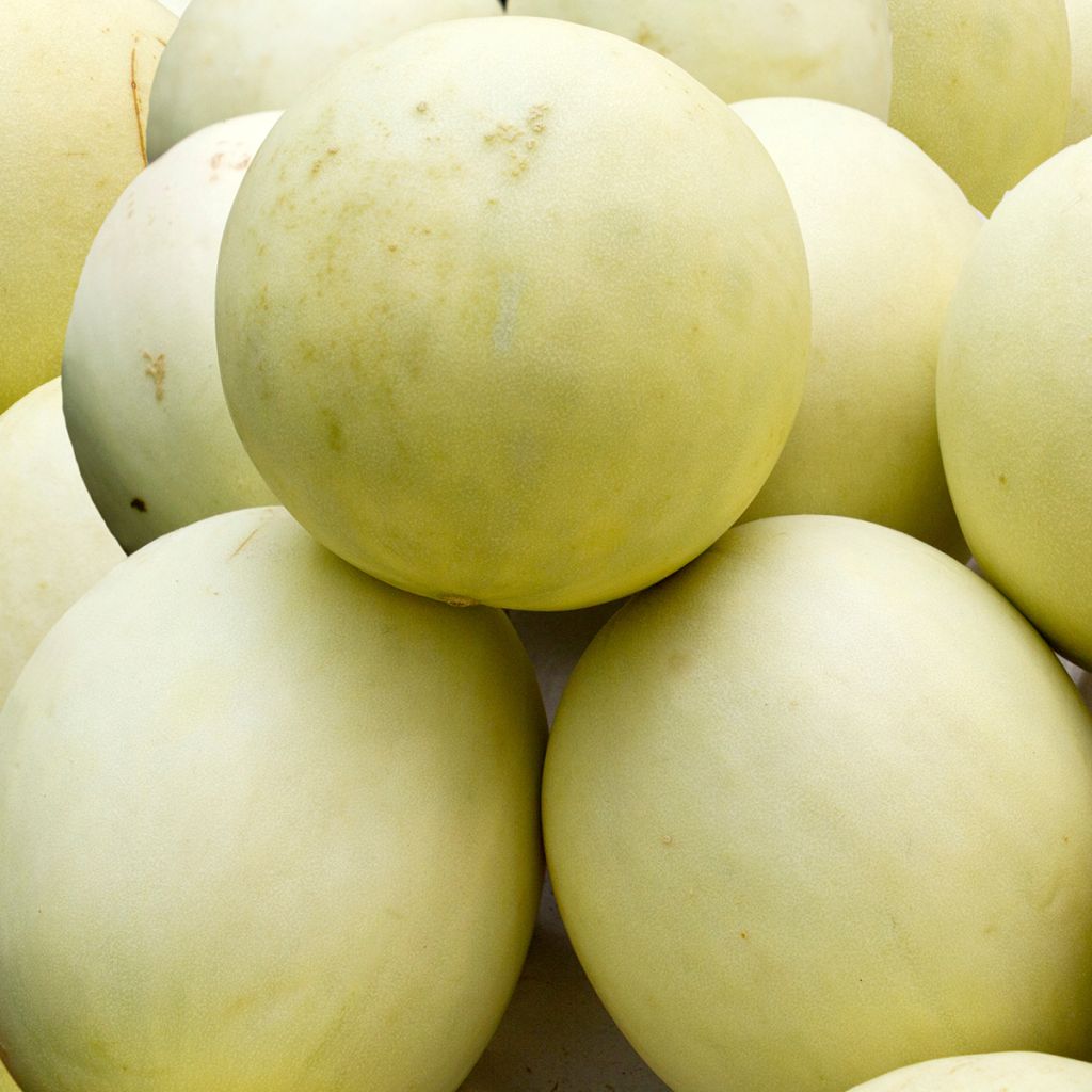 Melon Honey Dew Bio - Ferme de Sainte Marthe