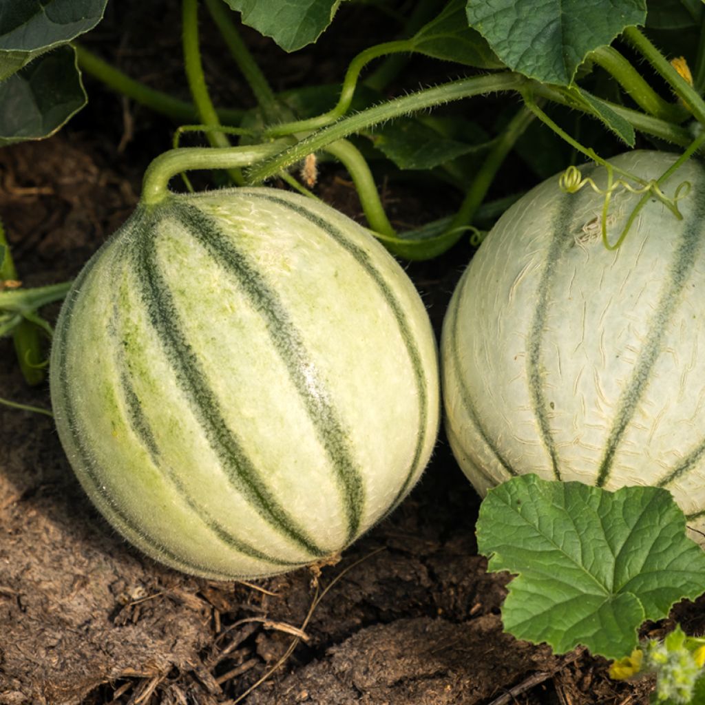 Melon Savor F1 (Création Vilmorin) - Vilmorin