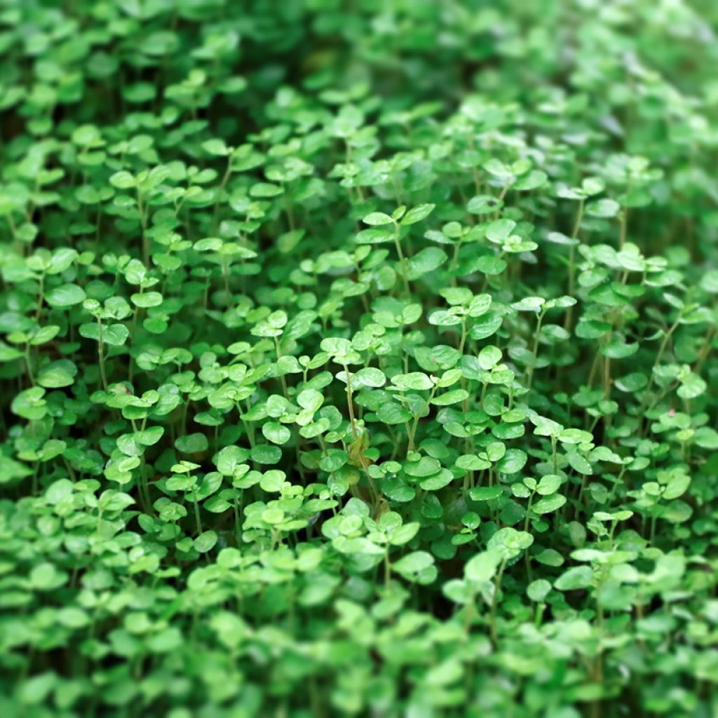 Menthe de Corse - Mentha requienii