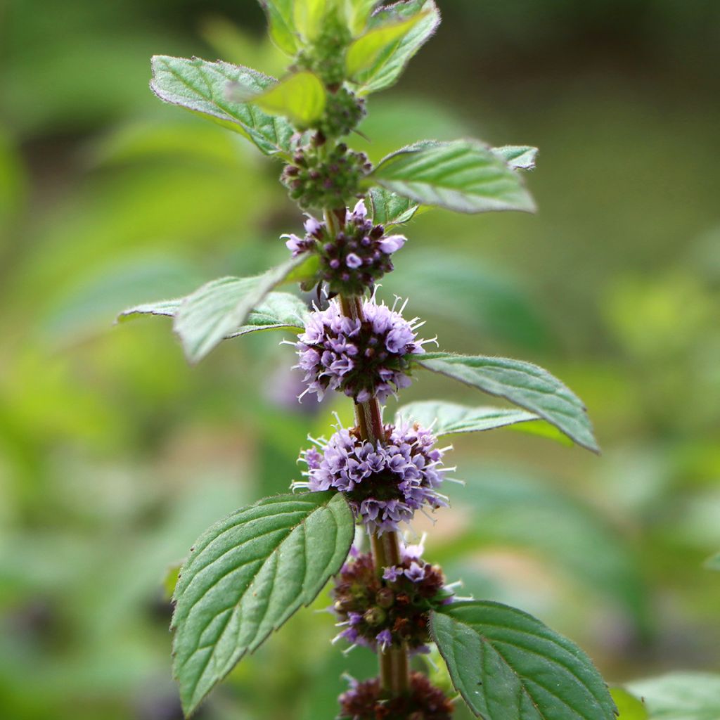 Menthe Thaï - Mentha arvensis