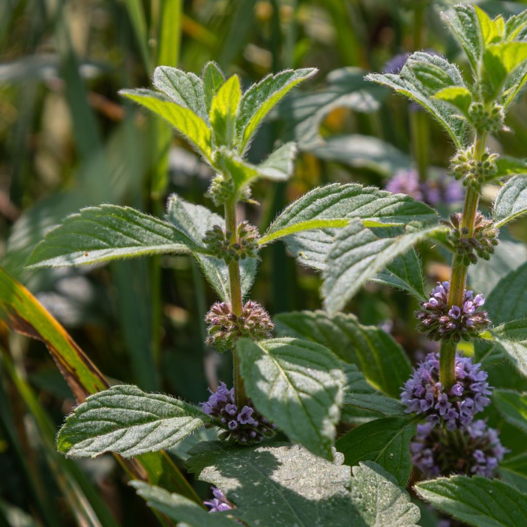 Menthe Thaï - Mentha arvensis