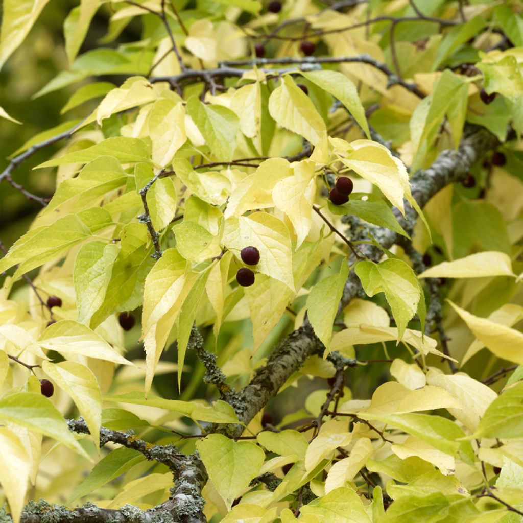 Celtis occidentalis - Micocoulier de Virginie