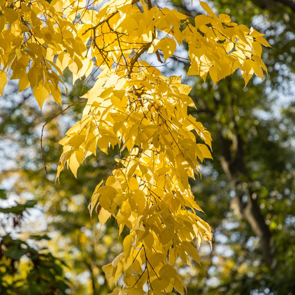 Celtis occidentalis - Micocoulier de Virginie