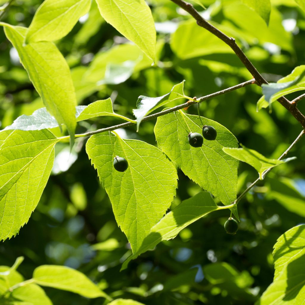 Celtis occidentalis - Micocoulier de Virginie