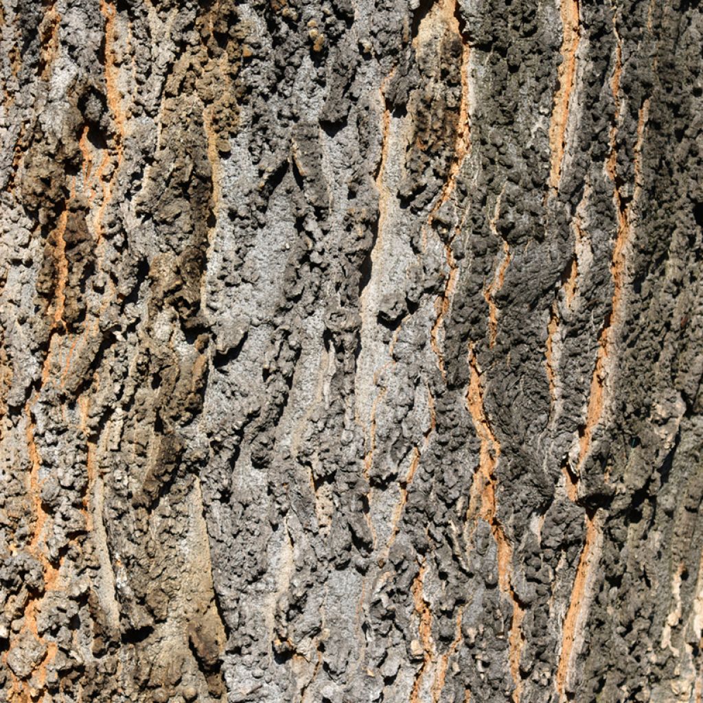 Celtis occidentalis - Micocoulier de Virginie