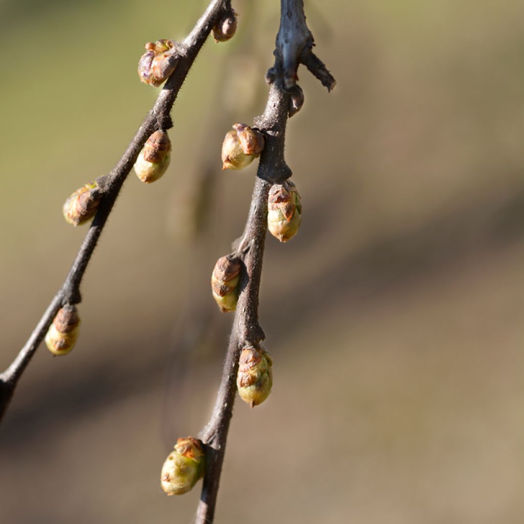 Celtis occidentalis - Micocoulier de Virginie