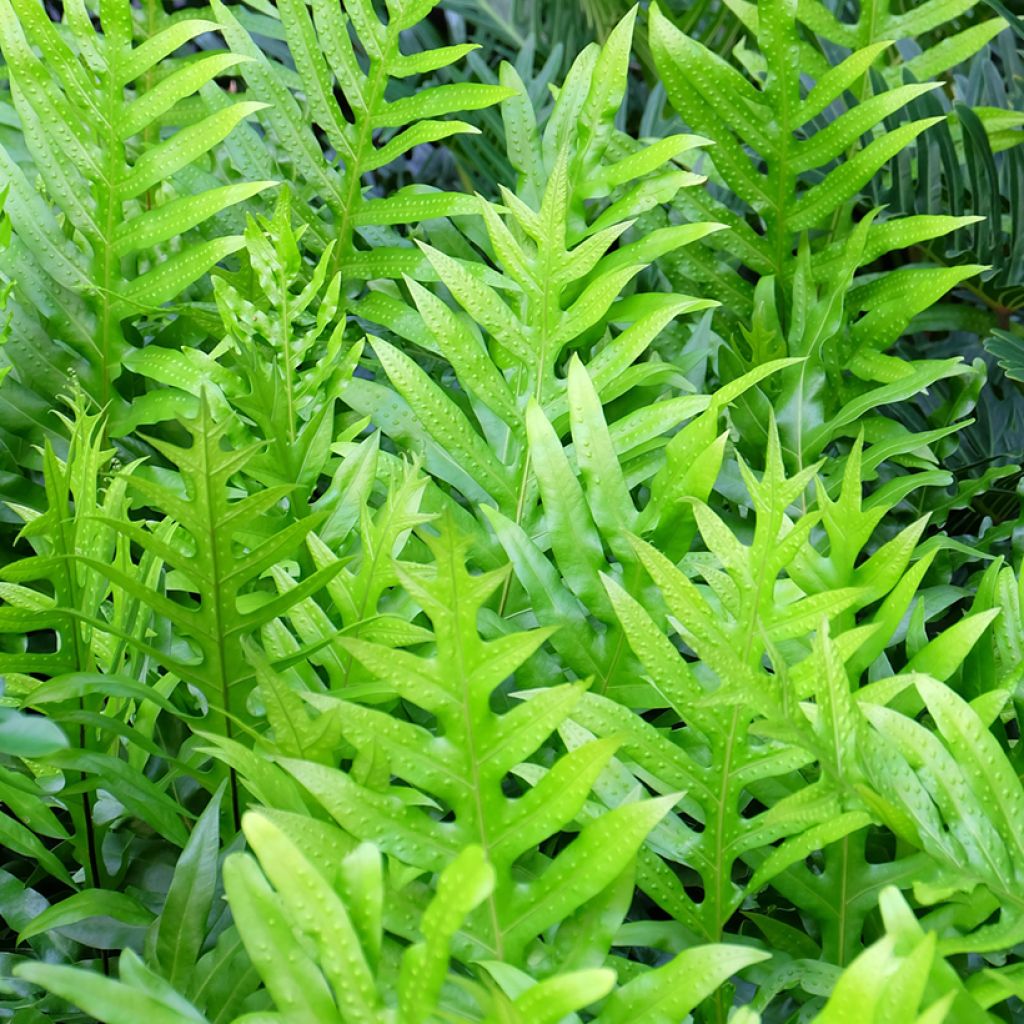 Microsorum diversifolium - Fougère patte de kangourou