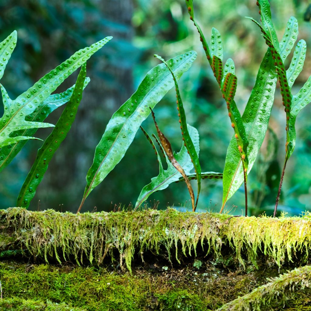 Microsorum diversifolium - Fougère patte de kangourou