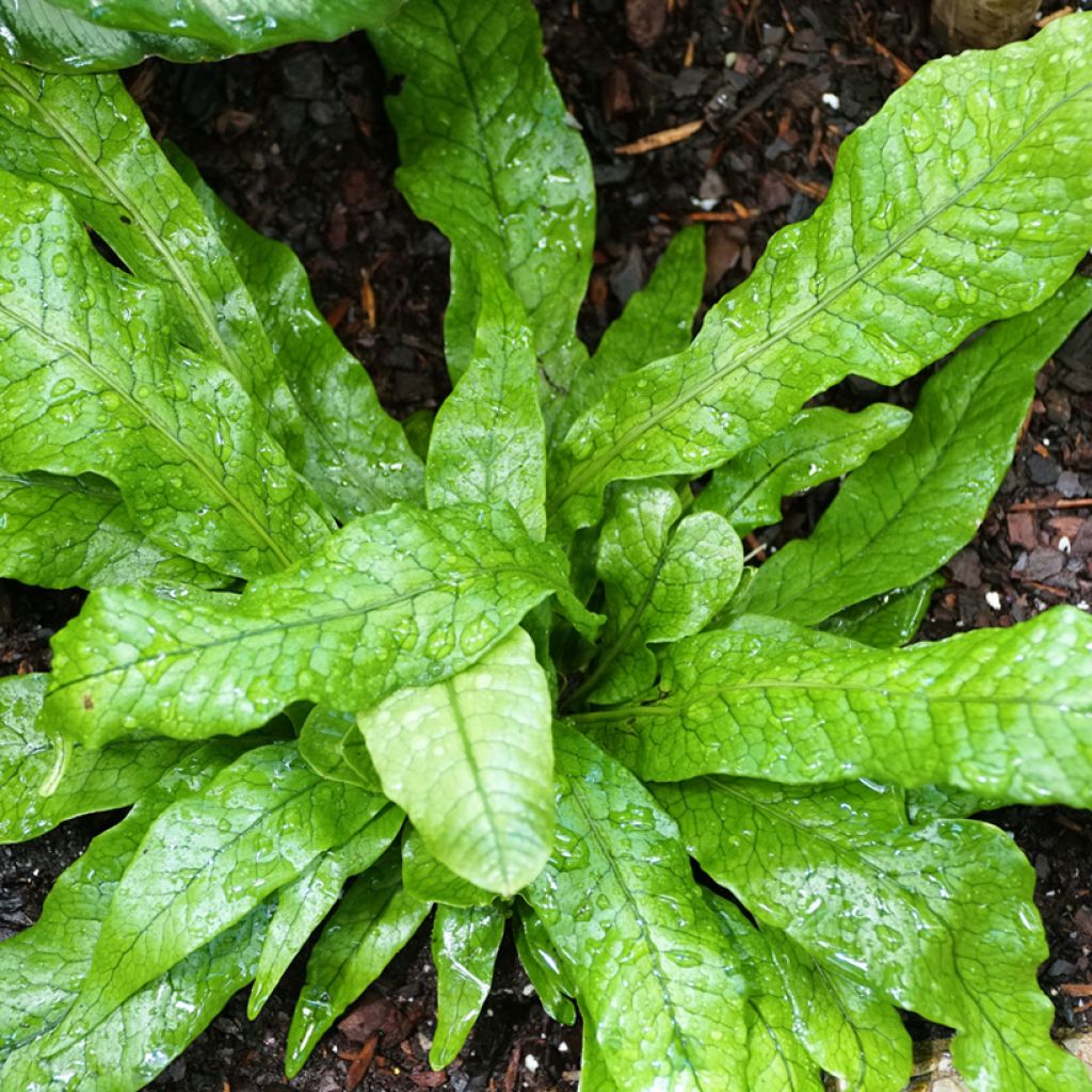 Microsorum musifolium Crocodyllus - Fougère crocodile