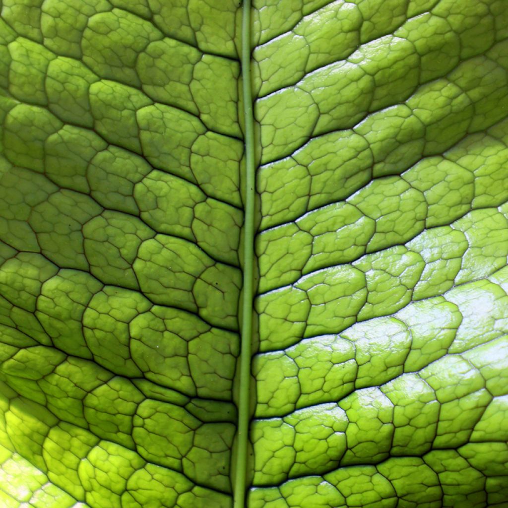 Microsorum musifolium Crocodyllus - Fougère crocodile