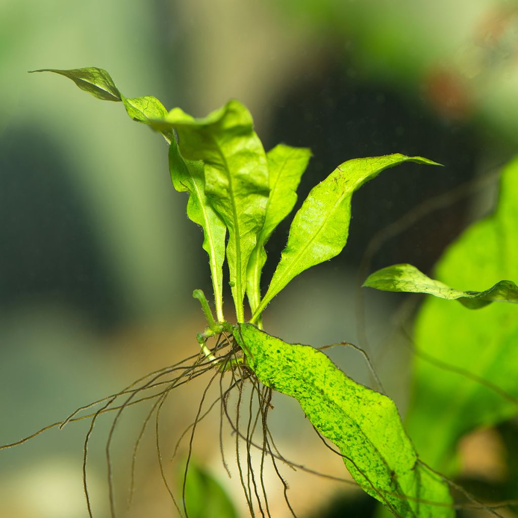 Microsorum pteropus - Fougère de Java