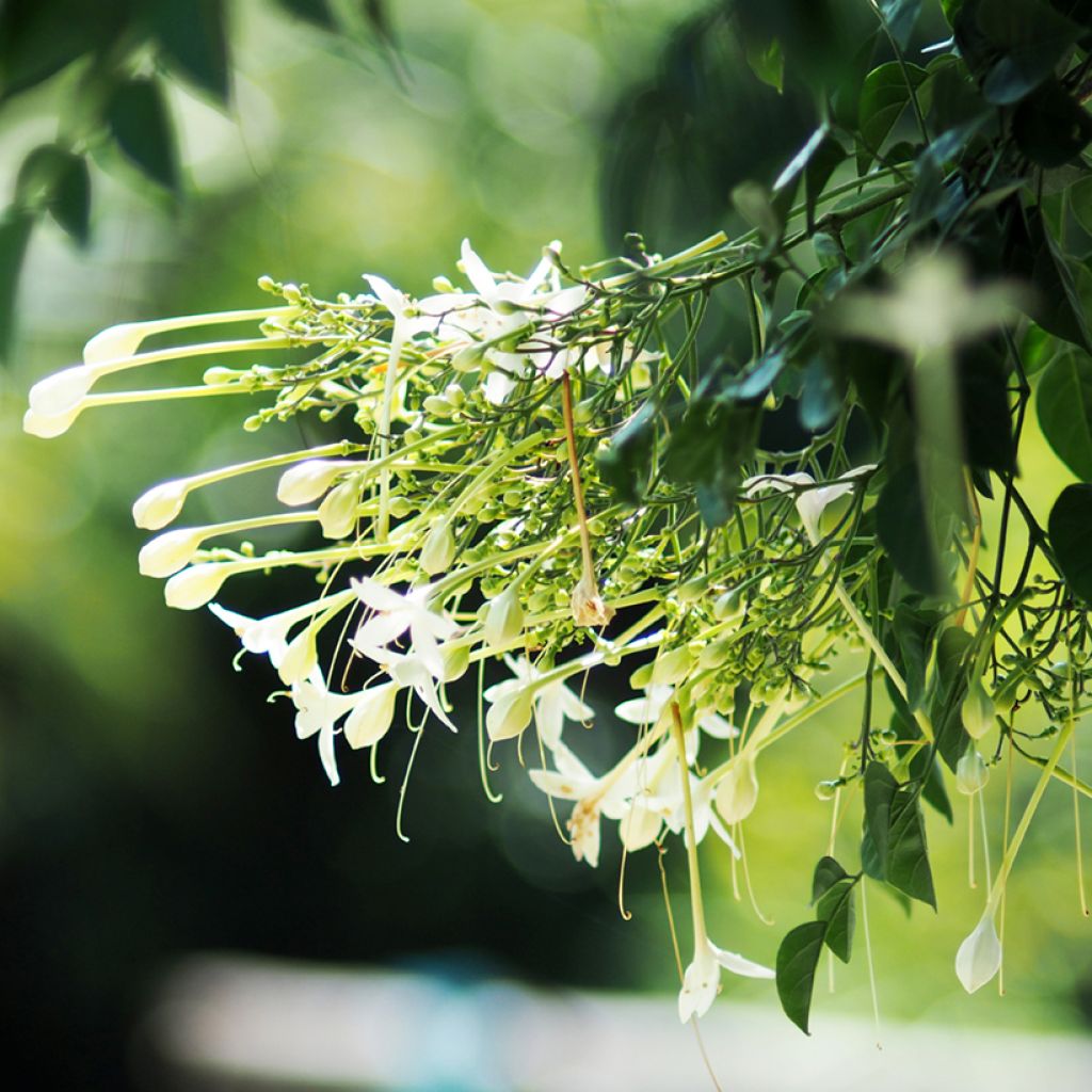 Millingtonia hortensis - Jasmin en arbre