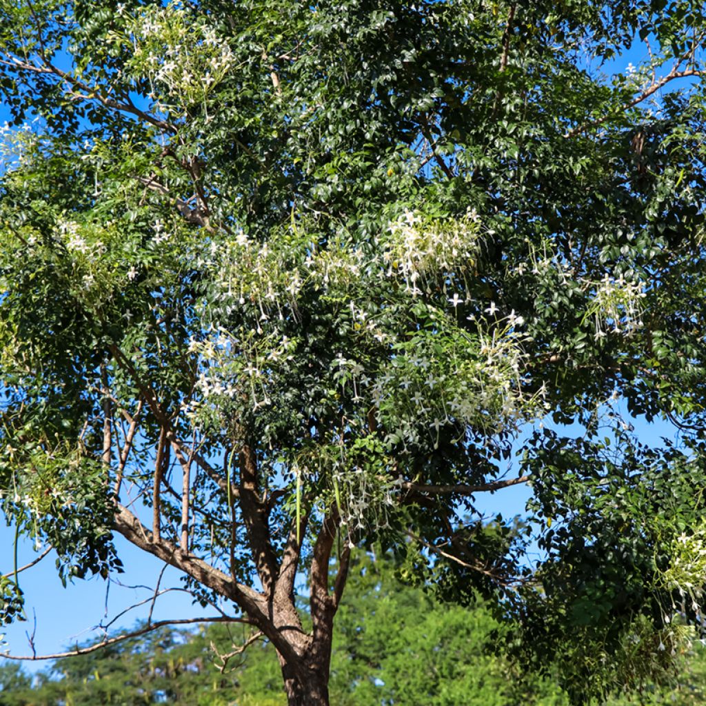 Millingtonia hortensis - Jasmin en arbre