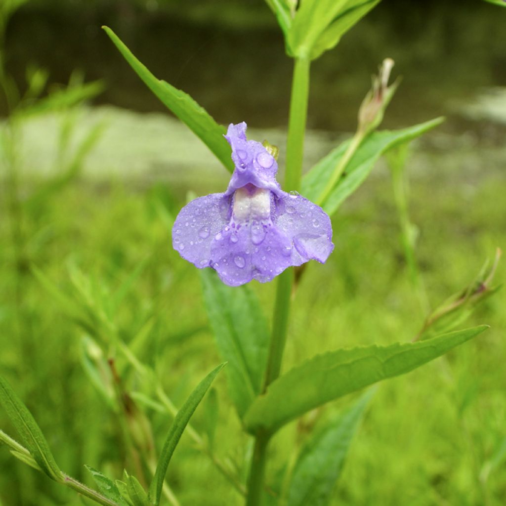 Mimulus ringens - Mimule bleue