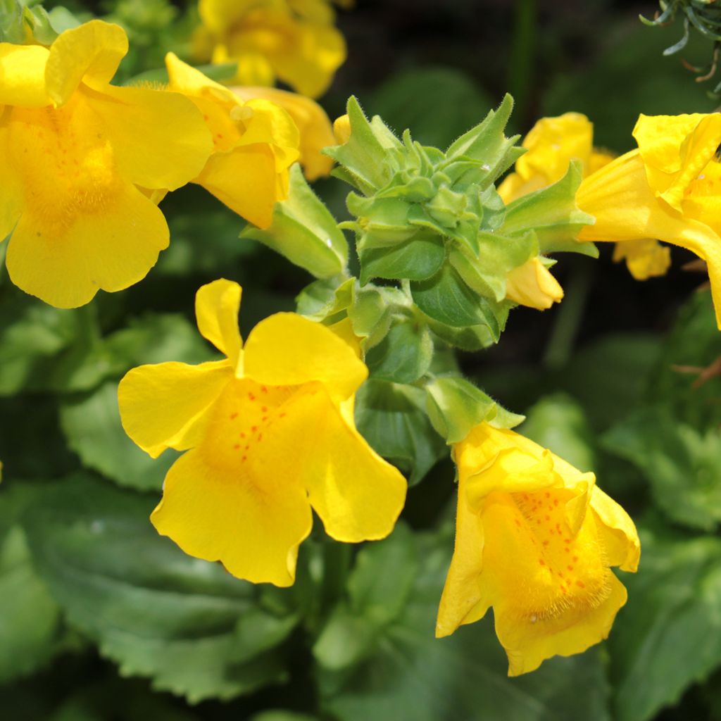 Mimulus luteus - Mimule jaune