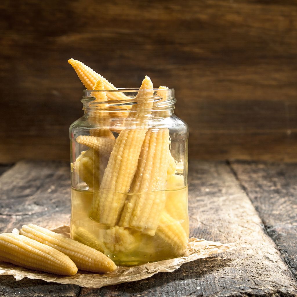 Mini maïs doux sucré Snobaby - Zea mays